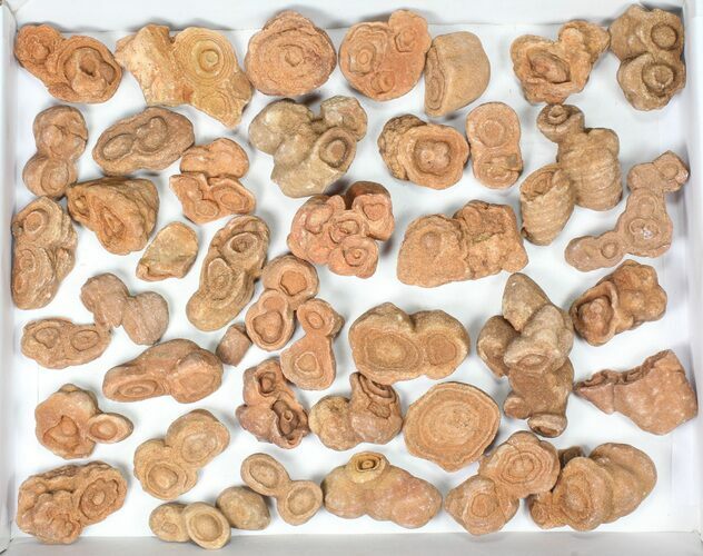 Lot: Sandstone Concretions (Pseudo-Stromatolites) - Pieces #82764